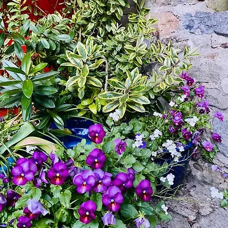 The Tower House 4* 托玛斯镇