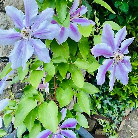 The Tower House Bed and Breakfast 4*