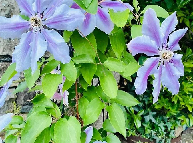 The Tower House Frühstückspension 4*